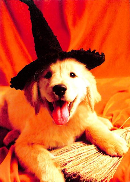 Witch Puppy - Card